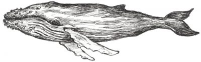 sketch of a whale